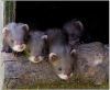 The Great Escape - Jenny Hibbert.jpg